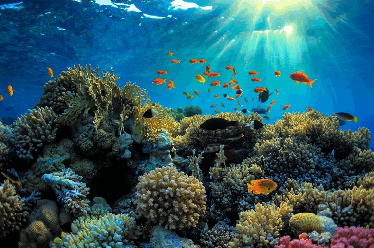 Great Barrier Reef.